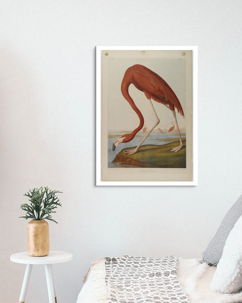 American Flamingo by John James Audubon Naturalism Art dated 1864