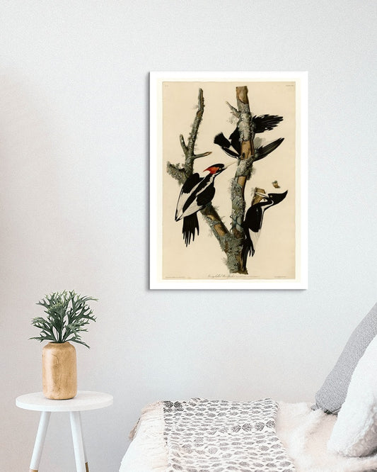 Plate 66 Ivory-billed Woodpecker by John James Audubon Naturalism Art