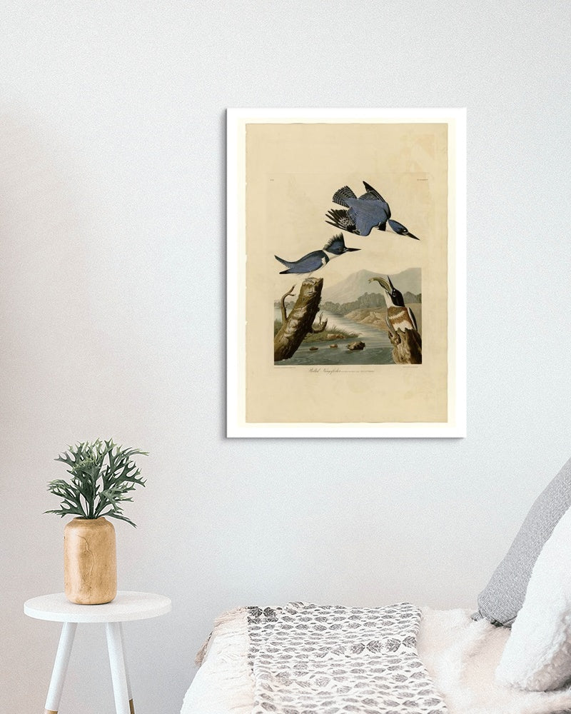 Plate 77 Belted Kingfisher by John James Audubon Naturalism Art