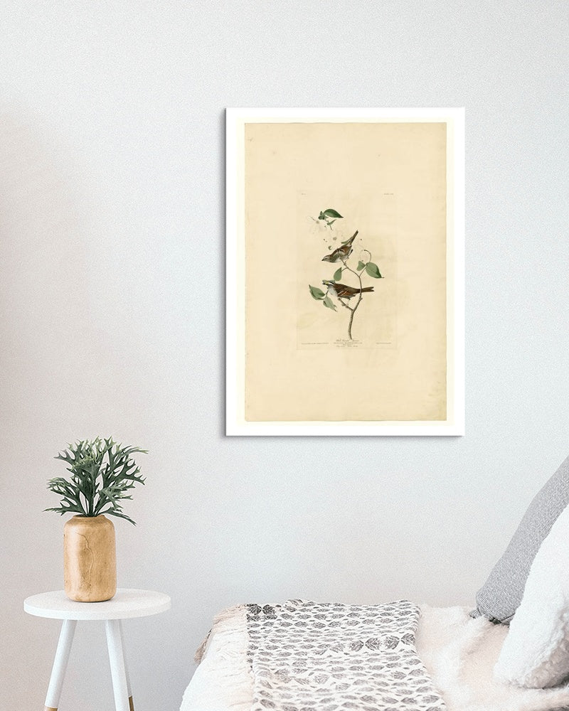 Plate 8 White throated Sparrow by John James Audubon Naturalism Art