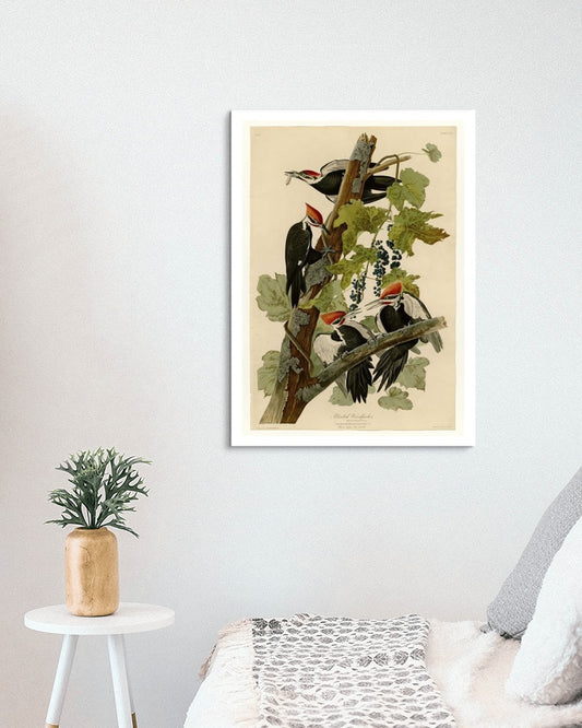 Plate 111 Pileated Woodpecker by John James Audubon Naturalism Art