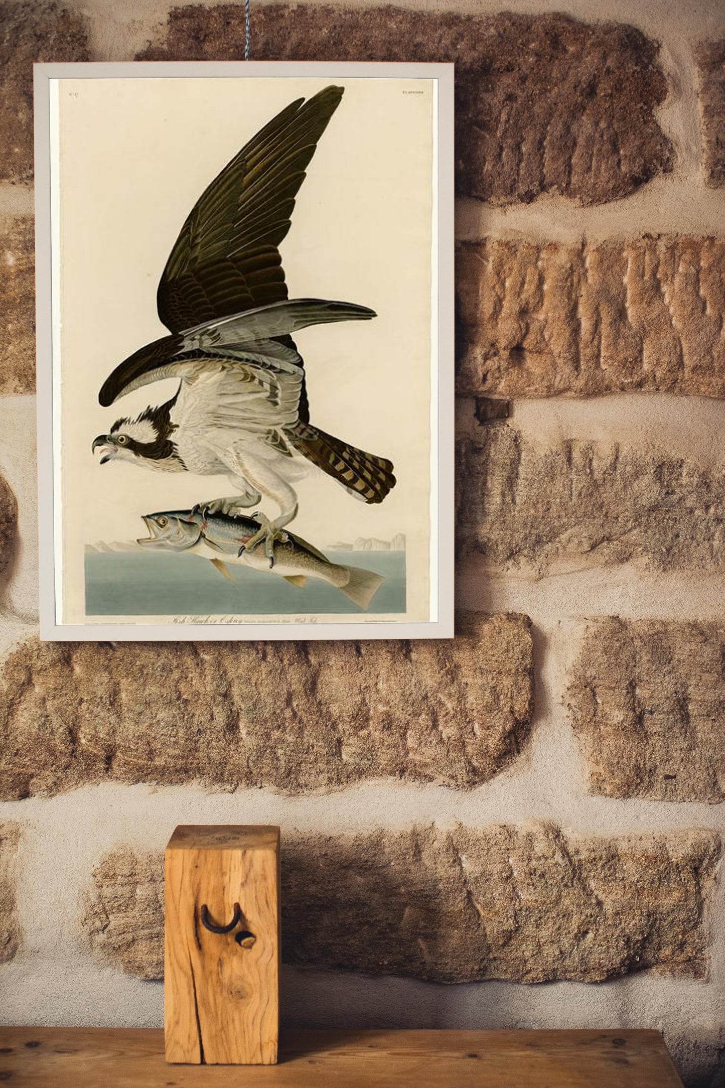 Plate 81 Fish Hawk or Osprey by John James Audubon Naturalism Art