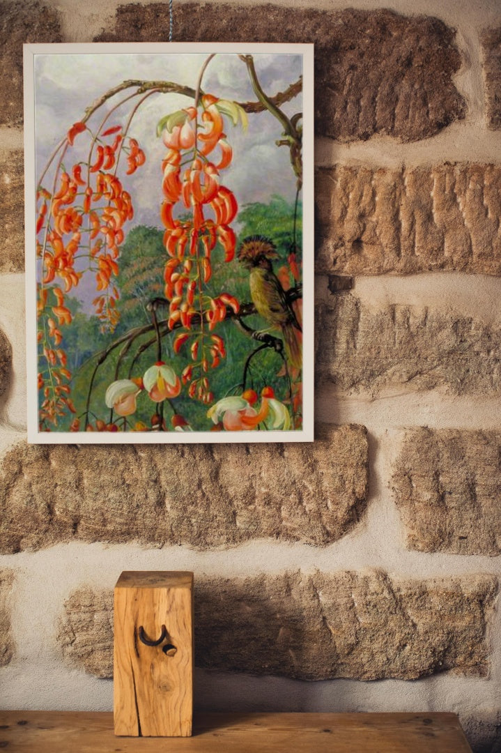 Flowers of a Coral Tree and King of the Flycatchers, Brazil by Marianne North Naturalism Art