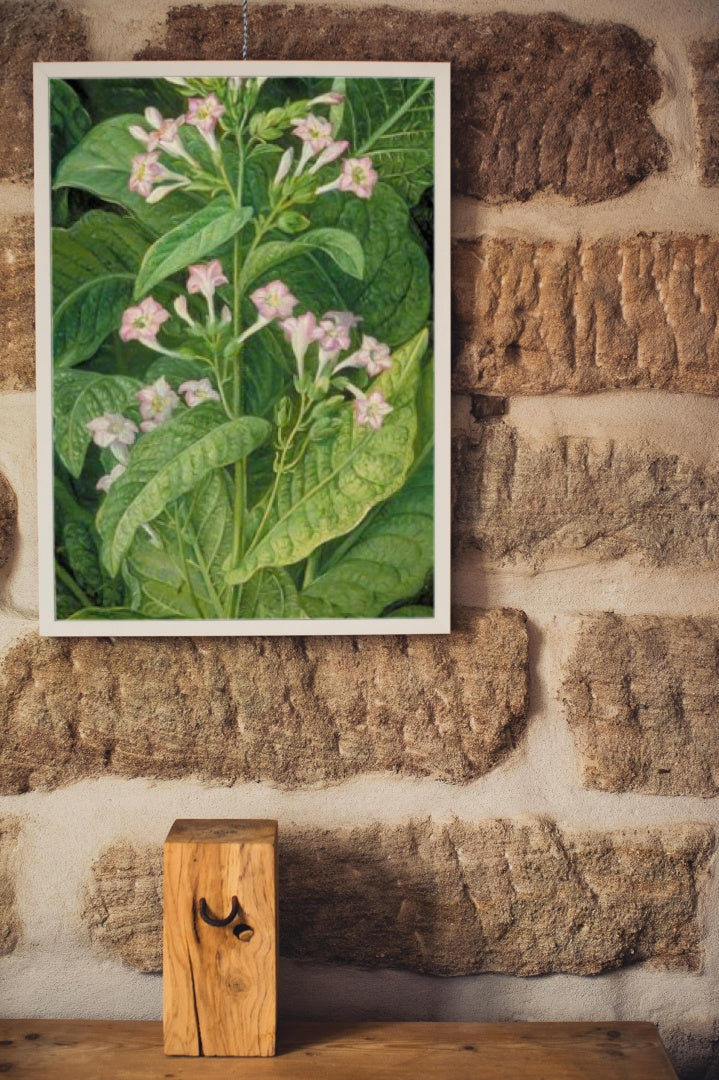 Common Tobacco by Marianne North Naturalism Art