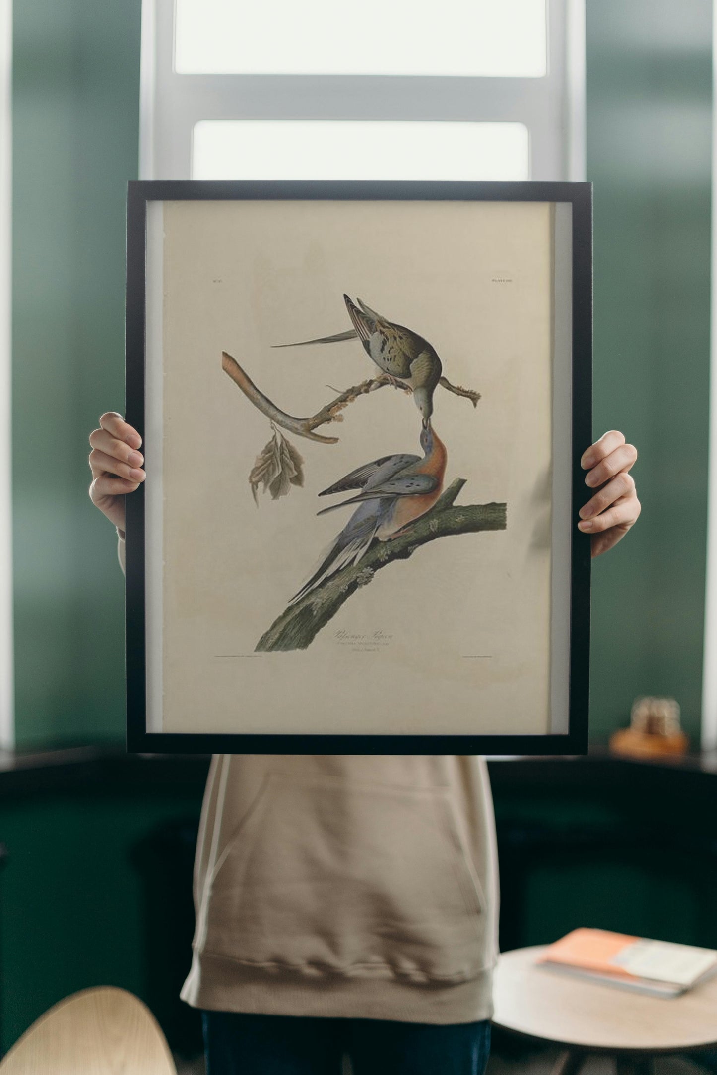 Plate 62. Passenger Pigeon by John James Audubon Naturalism Art