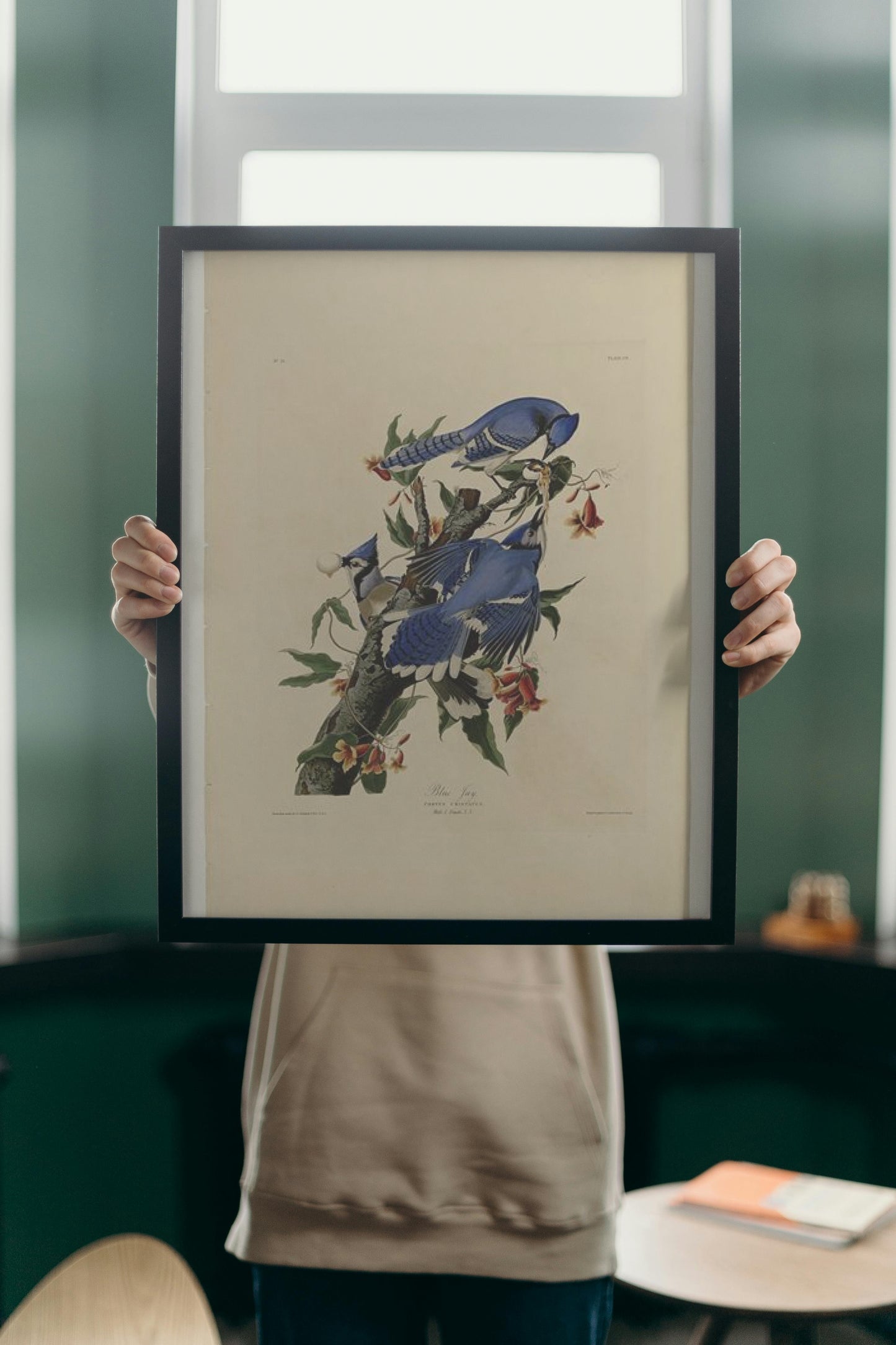 Plate 102 Blue Jay by John James Audubon Naturalism Art