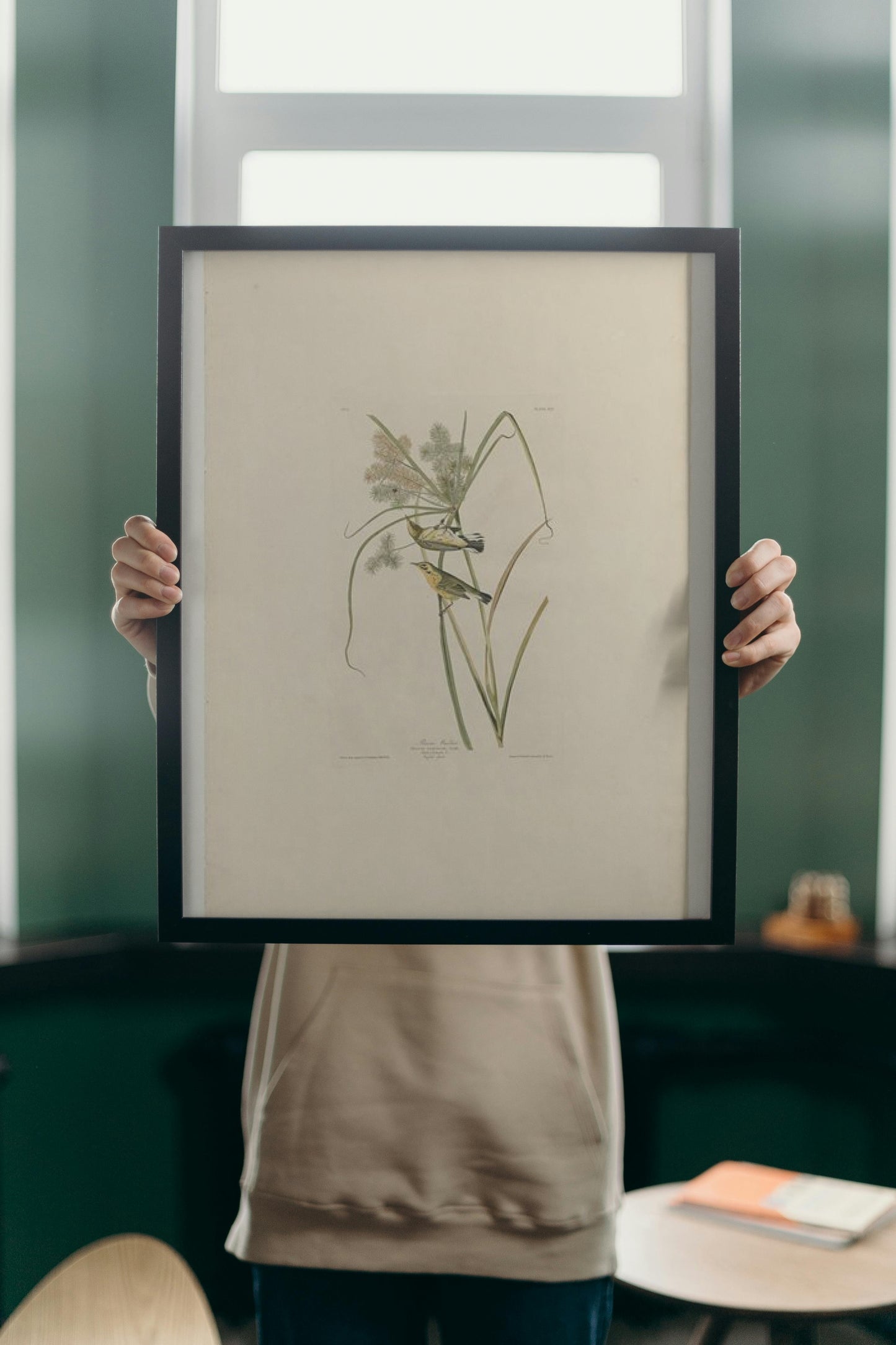 Plate 14. Prairie Warbler by John James Audubon Naturalism Art