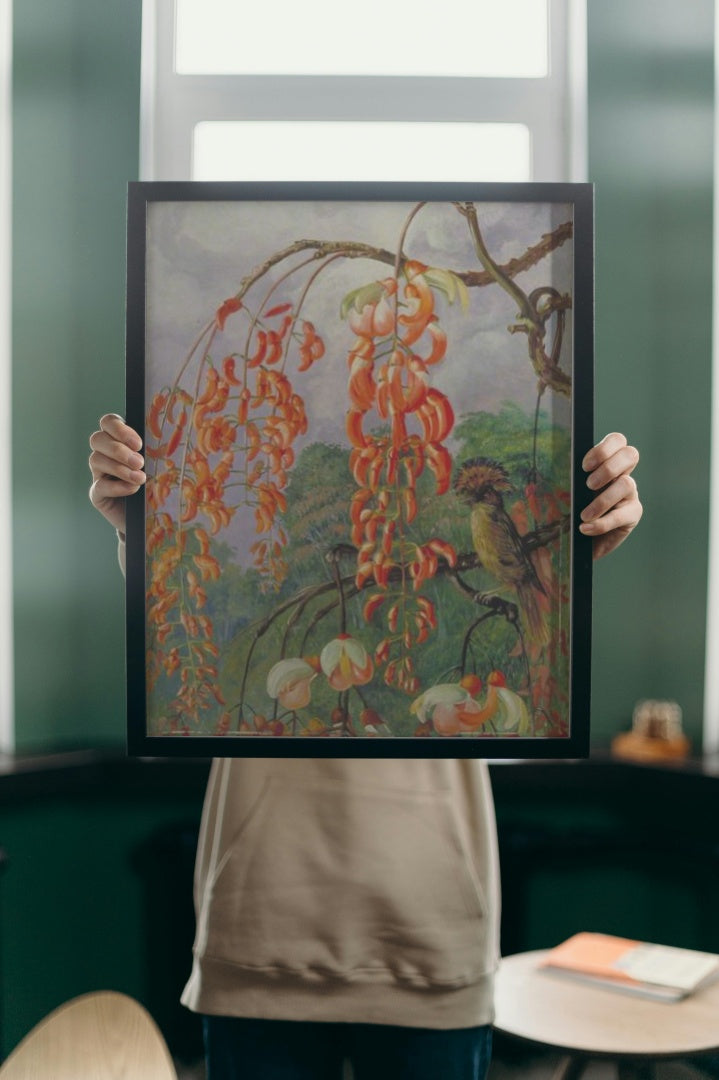 Flowers of a Coral Tree and King of the Flycatchers, Brazil by Marianne North Naturalism Art