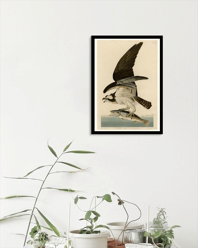 Plate 81 Fish Hawk or Osprey by John James Audubon Naturalism Art