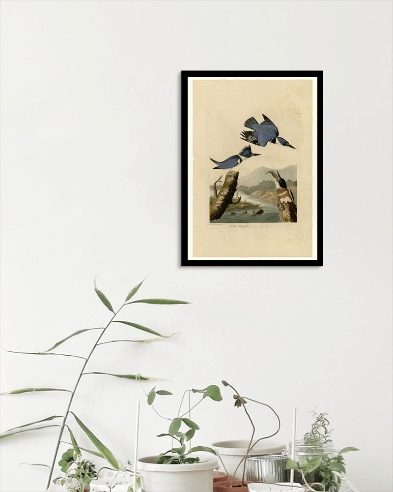 Plate 77 Belted Kingfisher by John James Audubon Naturalism Art