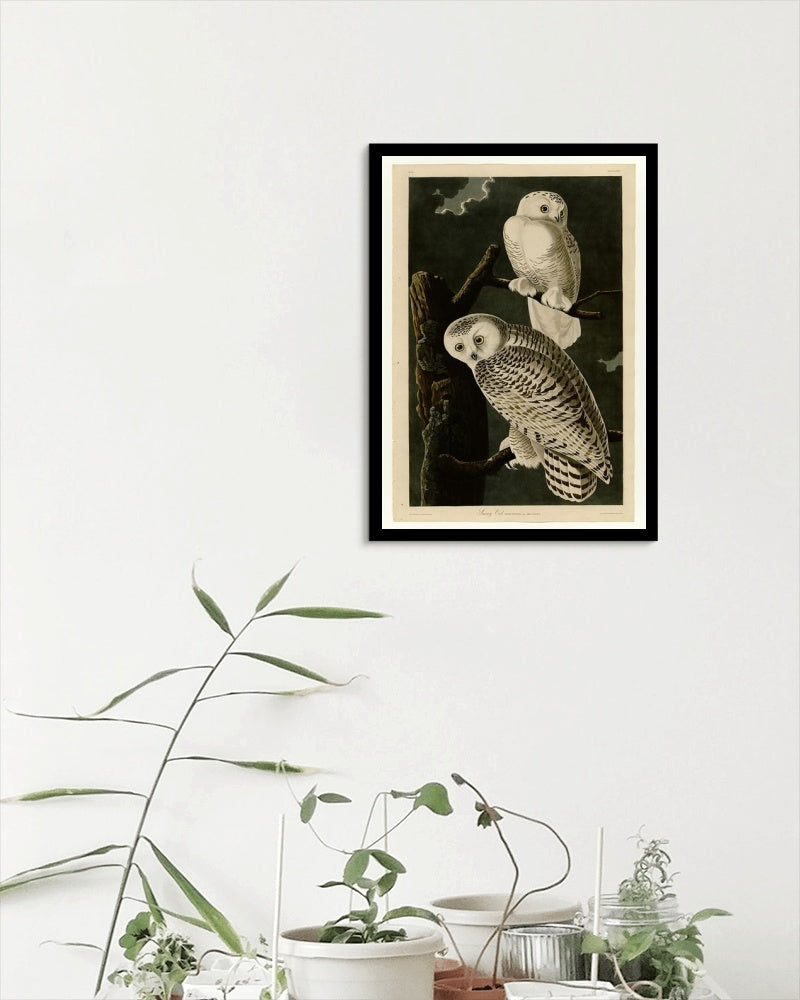 Plate 121 Snowy Owl by John James Audubon Naturalism Art