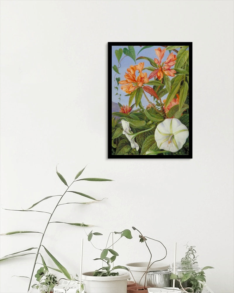 A Javan Rhododendron and Ipomoea by Marianne North Naturalism Art dated 1876