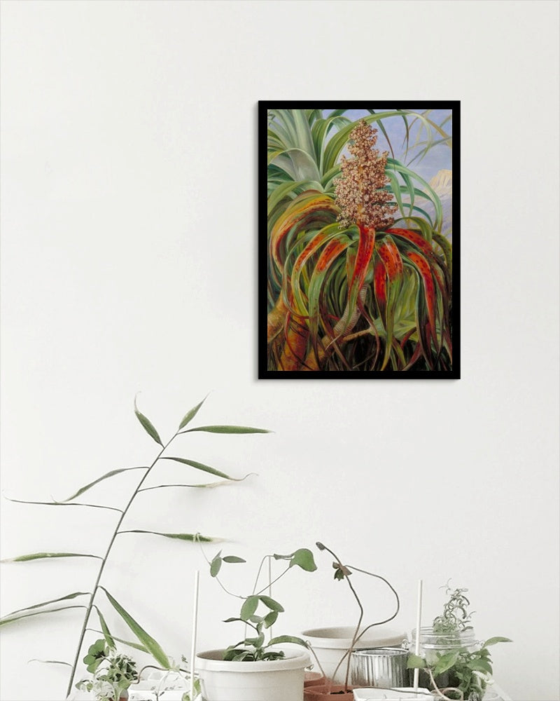 A New Zealand Dracophyllum by Marianne North Naturalism Art dated 1880