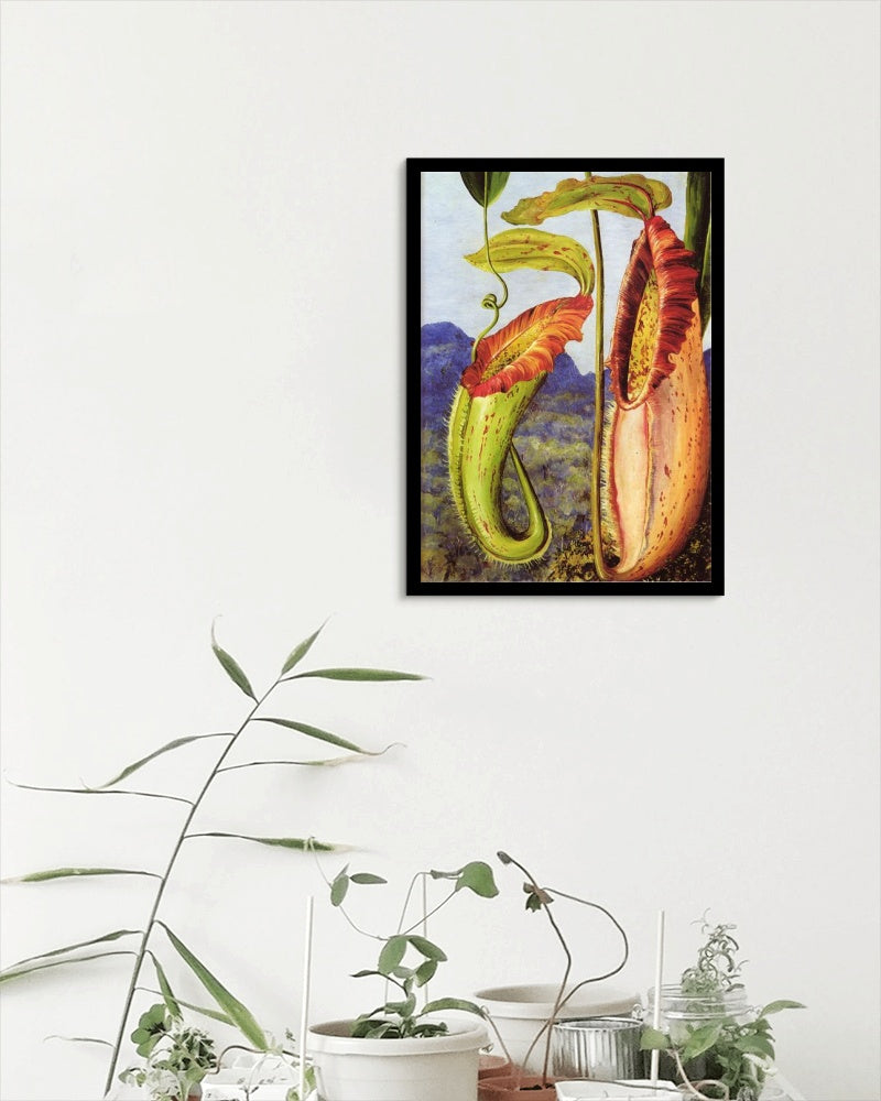 Nepenthes northiana by Marianne North Naturalism Art dated 1876