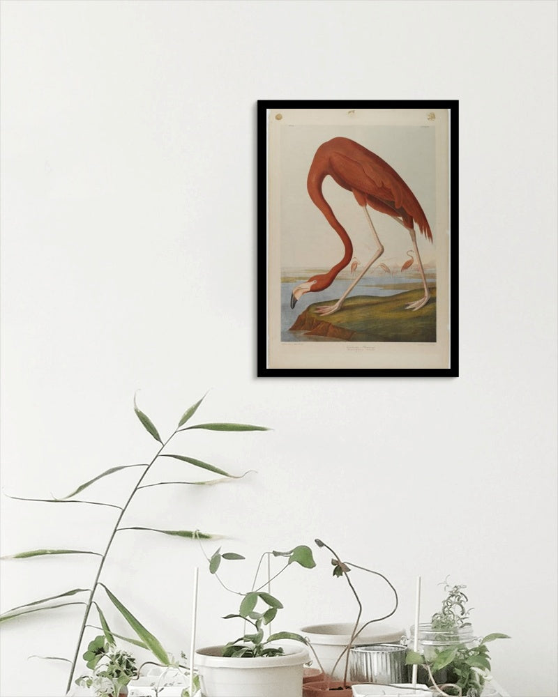 American Flamingo by John James Audubon Naturalism Art dated 1864