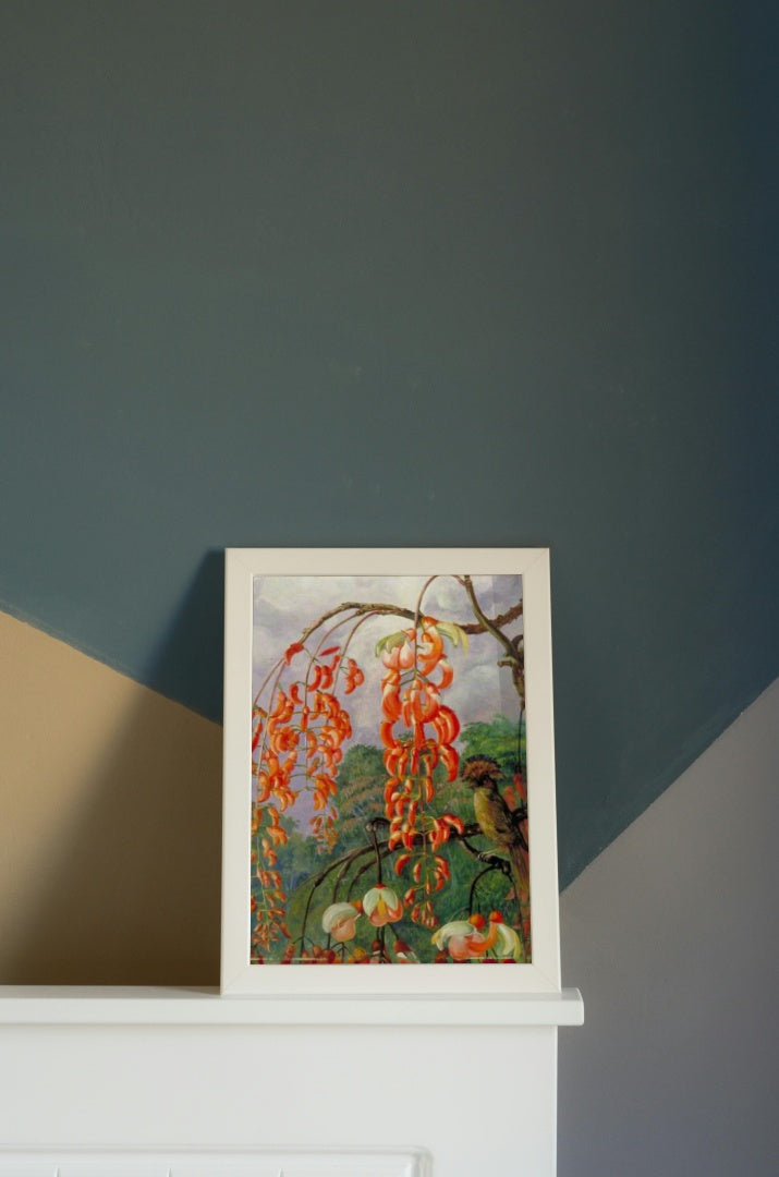 Flowers of a Coral Tree and King of the Flycatchers, Brazil by Marianne North Naturalism Art