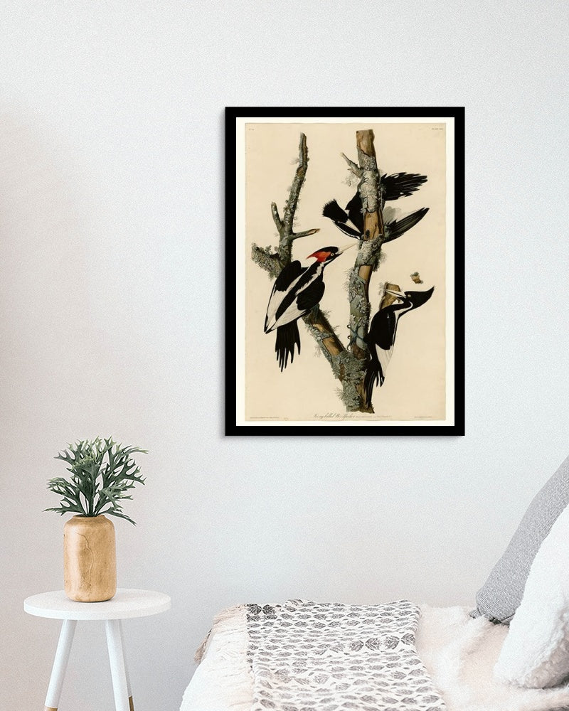 Plate 66 Ivory-billed Woodpecker by John James Audubon Naturalism Art