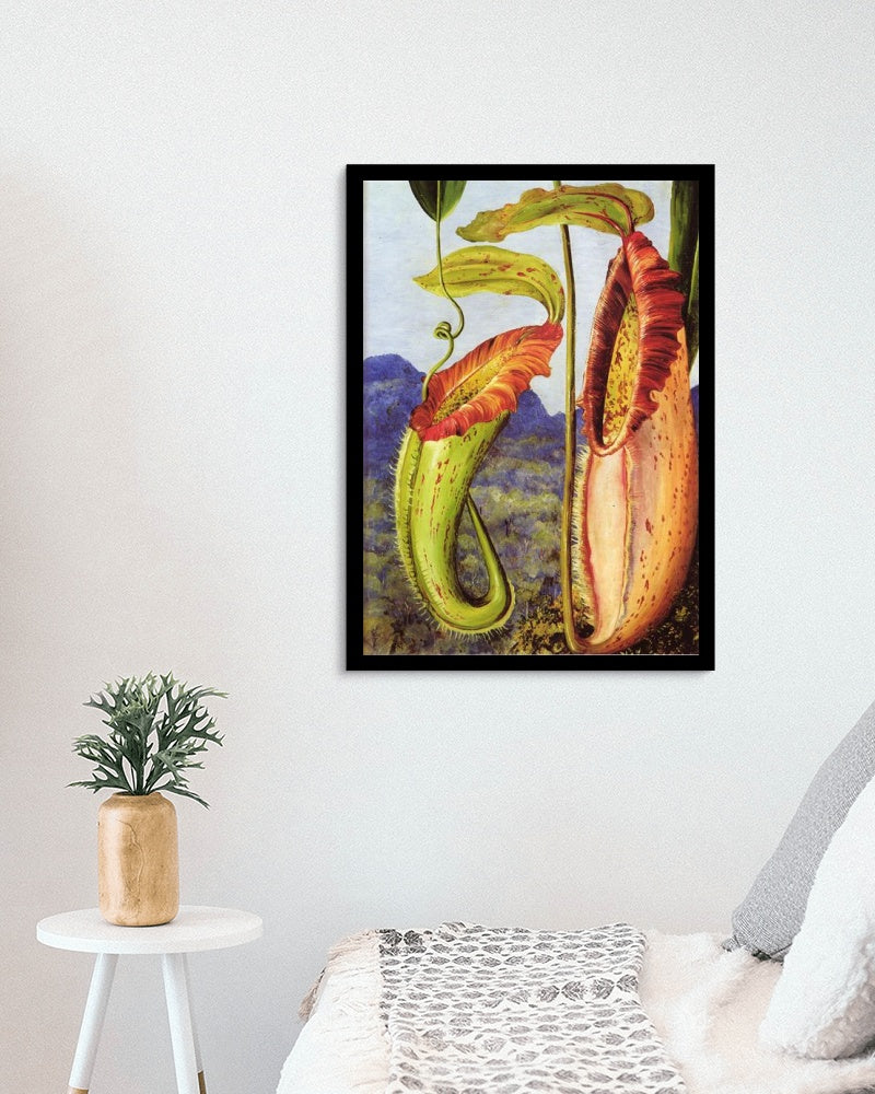 Nepenthes northiana by Marianne North Naturalism Art dated 1876