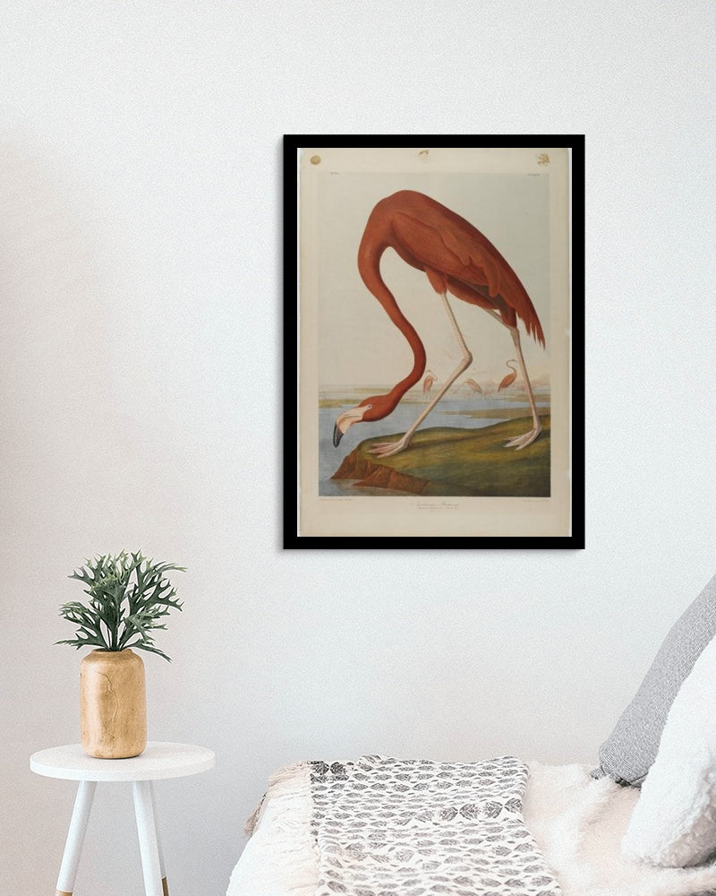 American Flamingo by John James Audubon Naturalism Art dated 1864