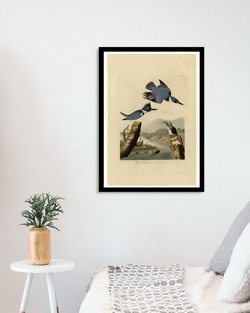 Plate 77 Belted Kingfisher by John James Audubon Naturalism Art