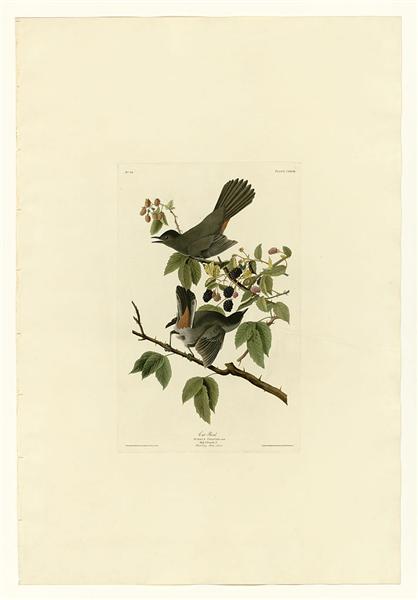 Plate 128 Cat Bird by John James Audubon Naturalism Art