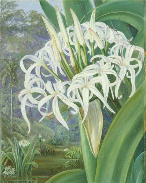 A Bornean Crinum by Marianne North Naturalism Art dated 1876