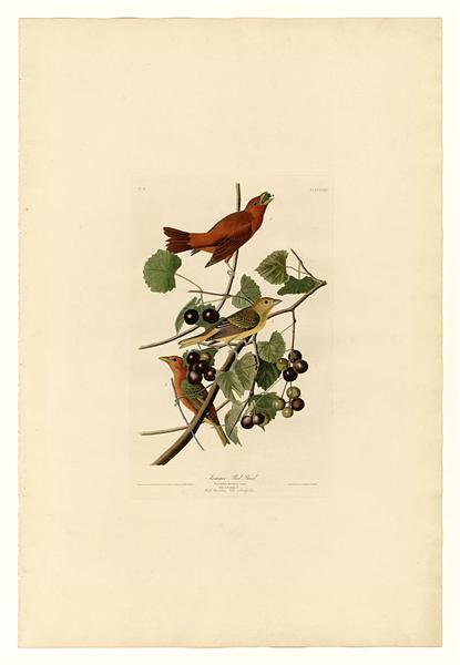 Plate 44. Summer Red Bird by John James Audubon Naturalism Art