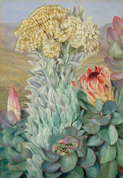 Giant Everlasting and Protea on the Hills near Port Elizabeth by Marianne North Naturalism Art dated 1882