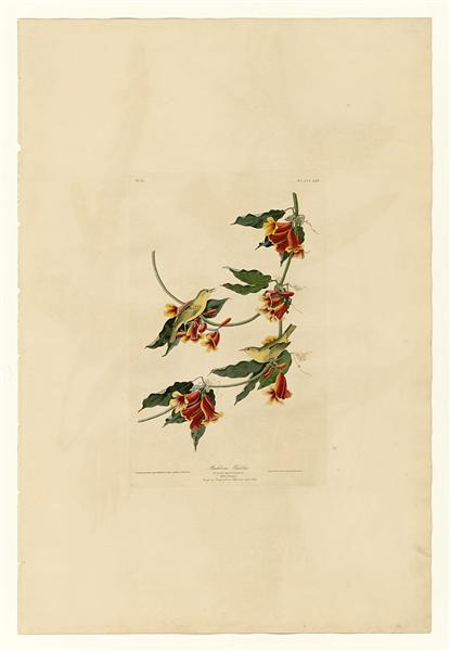 Plate 65 Rathbone Warbler by John James Audubon Naturalism Art