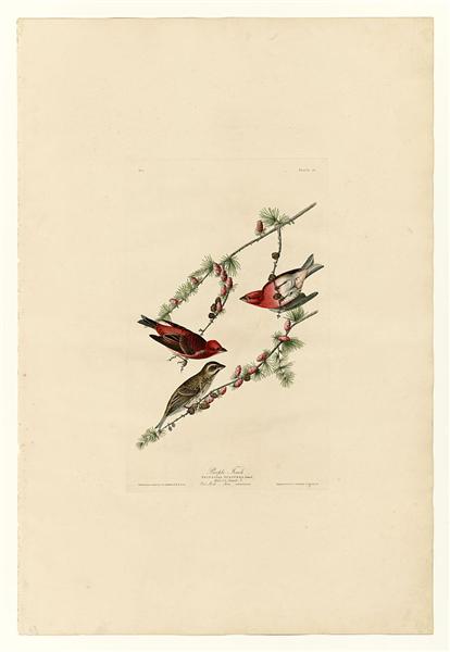 Plate 4. Purple Finch by John James Audubon Naturalism Art