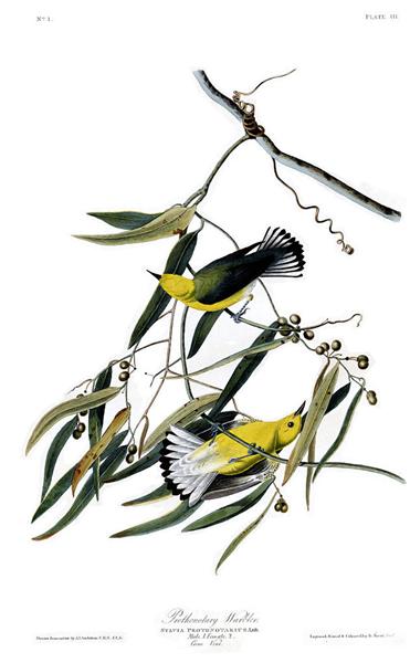 Plate 3. Prothonotary Warbler by John James Audubon Naturalism Art