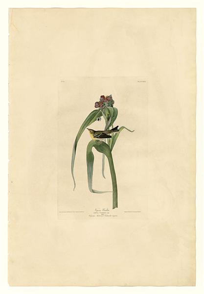 Plate 30. Vigor&#39;s Warbler by John James Audubon Naturalism Art