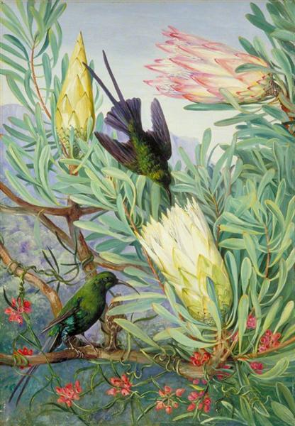 Honeyflowers and Honeysuckers, South Africa by Marianne North Naturalism Art dated 1882