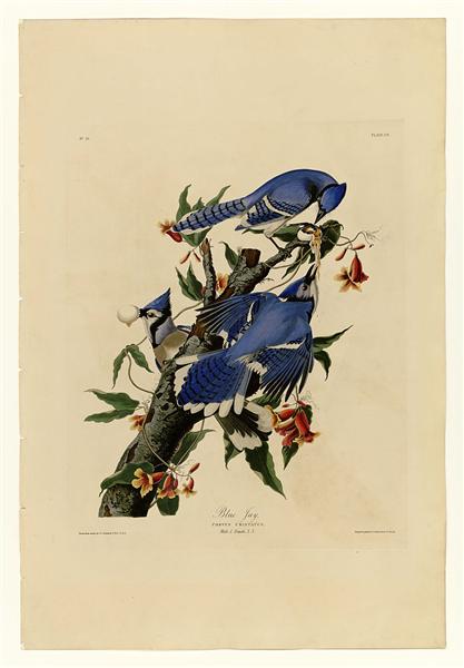 Plate 102 Blue Jay by John James Audubon Naturalism Art