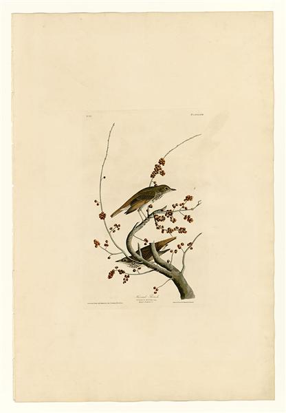 Plate 58.Hermit Thrush by John James Audubon Naturalism Art