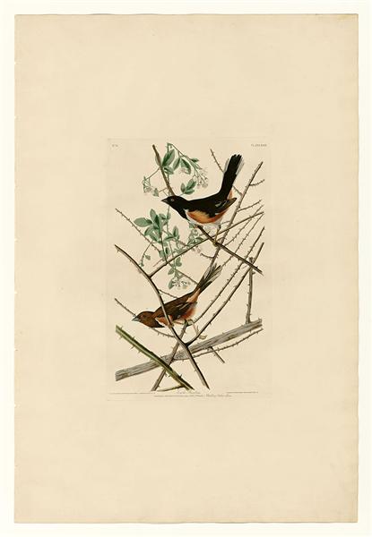 Plate 29. Towhe Bunting by John James Audubon Naturalism Art