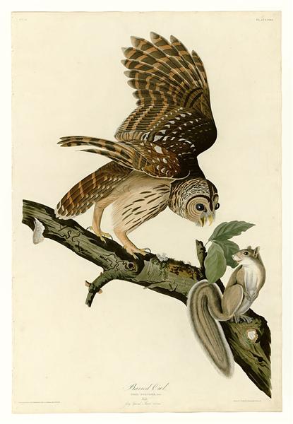 Plate 46. Barred Owl by John James Audubon Naturalism Art