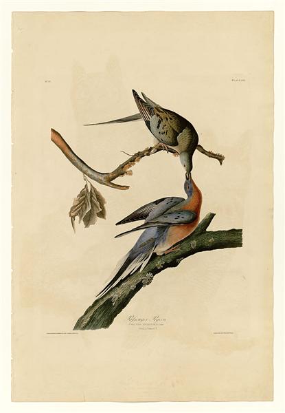 Plate 62. Passenger Pigeon by John James Audubon Naturalism Art