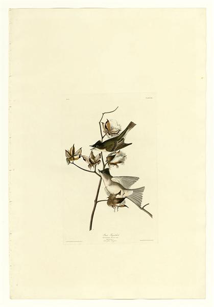 Plate 120 Pewit Flycatcher by John James Audubon Naturalism Art