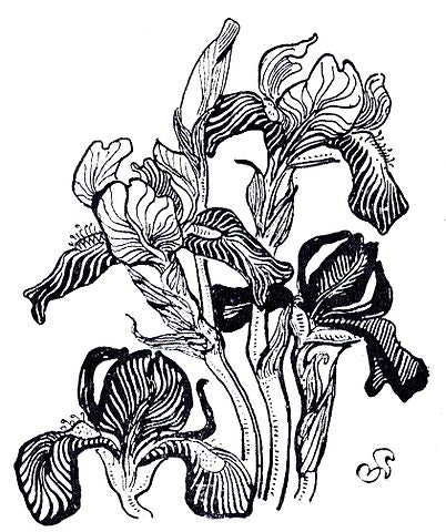 Irises by Stanisław Wyspiański Art Nouveau (Modern) Art