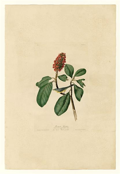 Plate 5. Bonaparte&#39;s Flycatcher by John James Audubon Naturalism Art