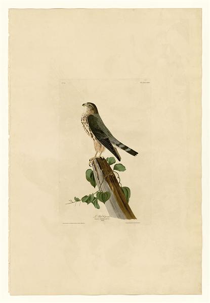 Plate 75 Le Petit Caporal by John James Audubon Naturalism Art