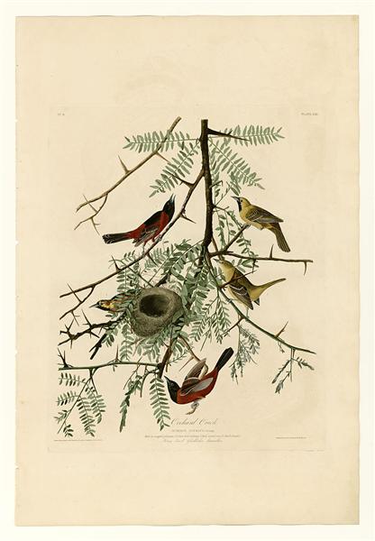 Plate 42. Orchard Oriole by John James Audubon Naturalism Art