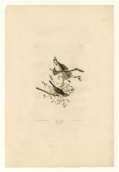 Plate 25. Song Sparrow by John James Audubon Naturalism Art