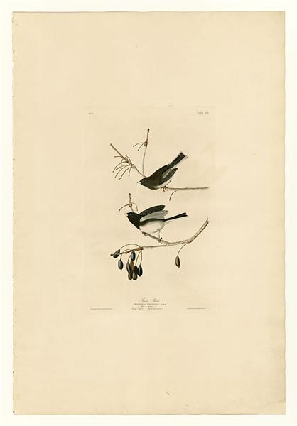 Plate 13. Snow Bird by John James Audubon Naturalism Art