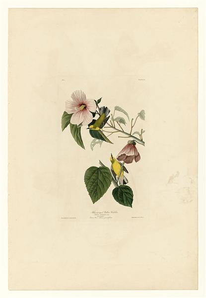 Plate 20. Blue-winged Yellow Warbler by John James Audubon Naturalism Art