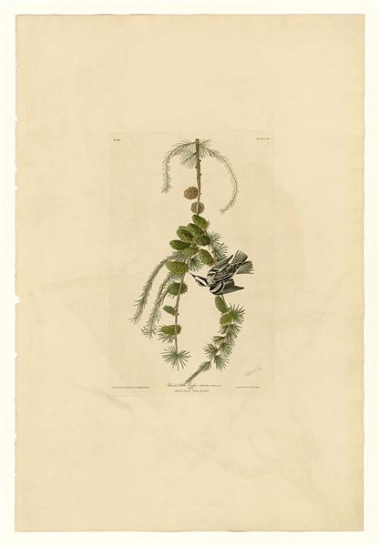 Plate 90 Black &amp; White Creeper by John James Audubon Naturalism Art