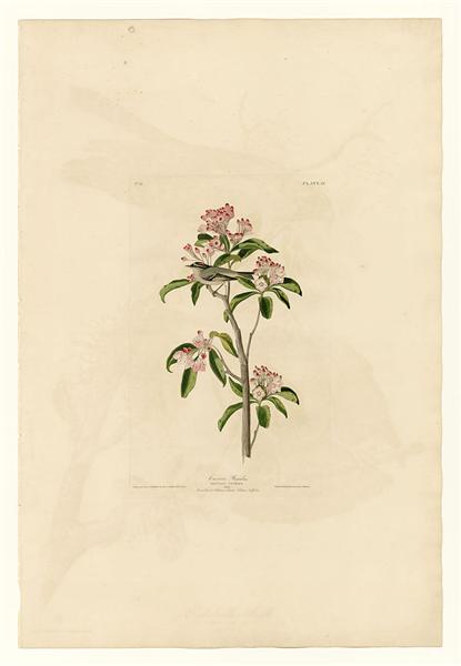 Plate 55. Cuvier&#39;s Regulus by John James Audubon Naturalism Art