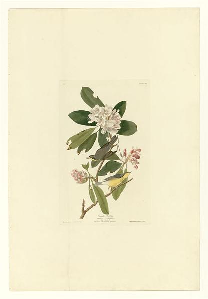 Plate 103 Canada Warbler by John James Audubon Naturalism Art