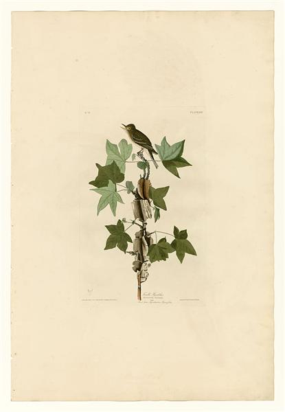 Plate 45. Traill&#39;s Flycatcher by John James Audubon Naturalism Art